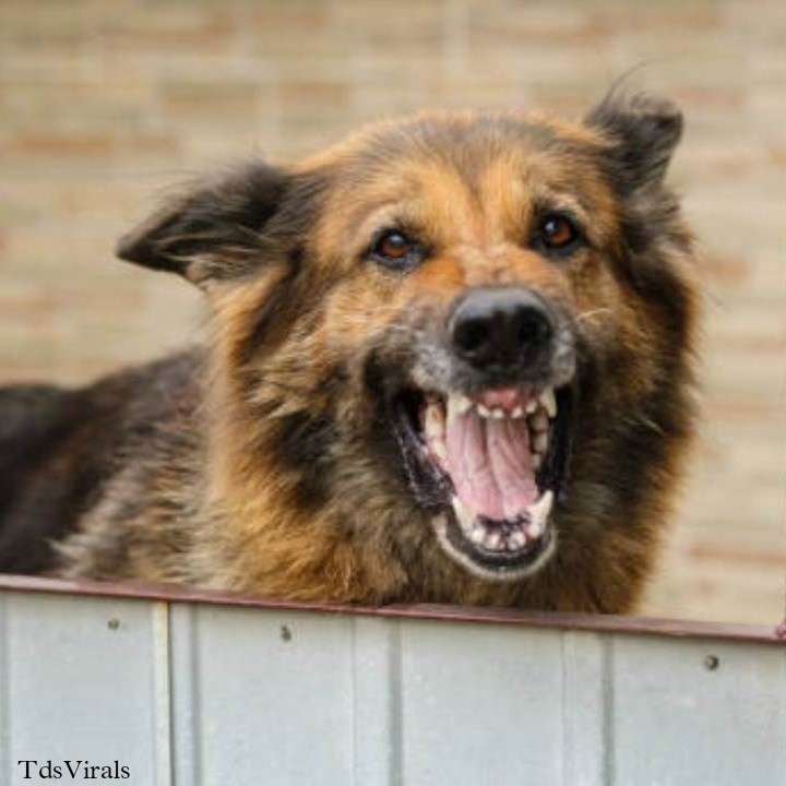 Pet dog attack in Gopalganj